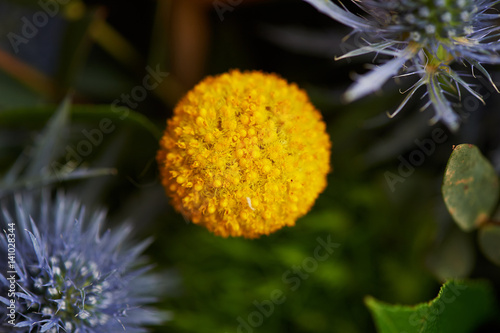 Kraspediya spherical yellow. Close. Green and yellow photo