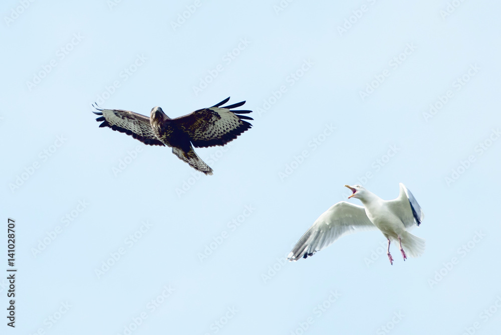 Fototapeta premium Common Buzzard and Herring Gull