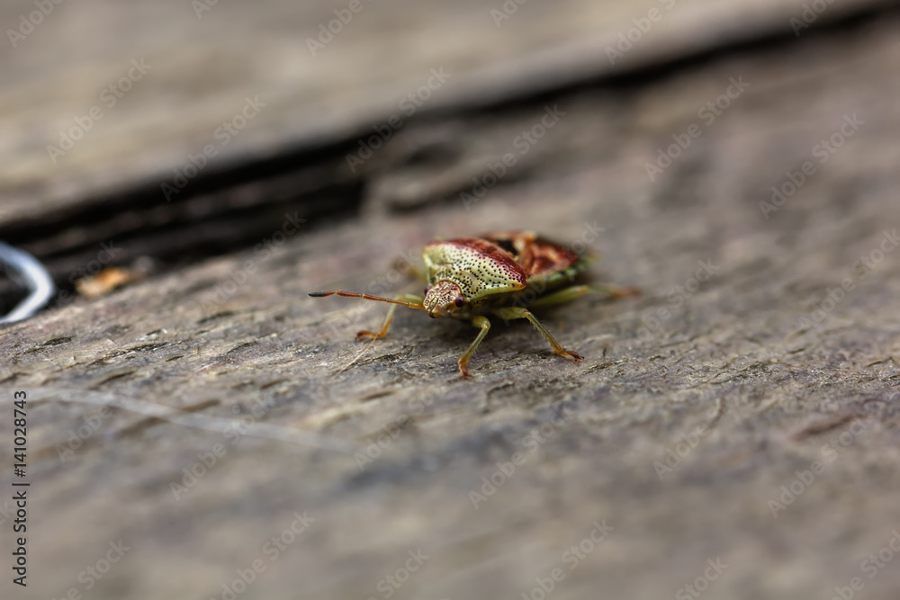 A bug Pentatomidae sitting on a plant in a summer forest.