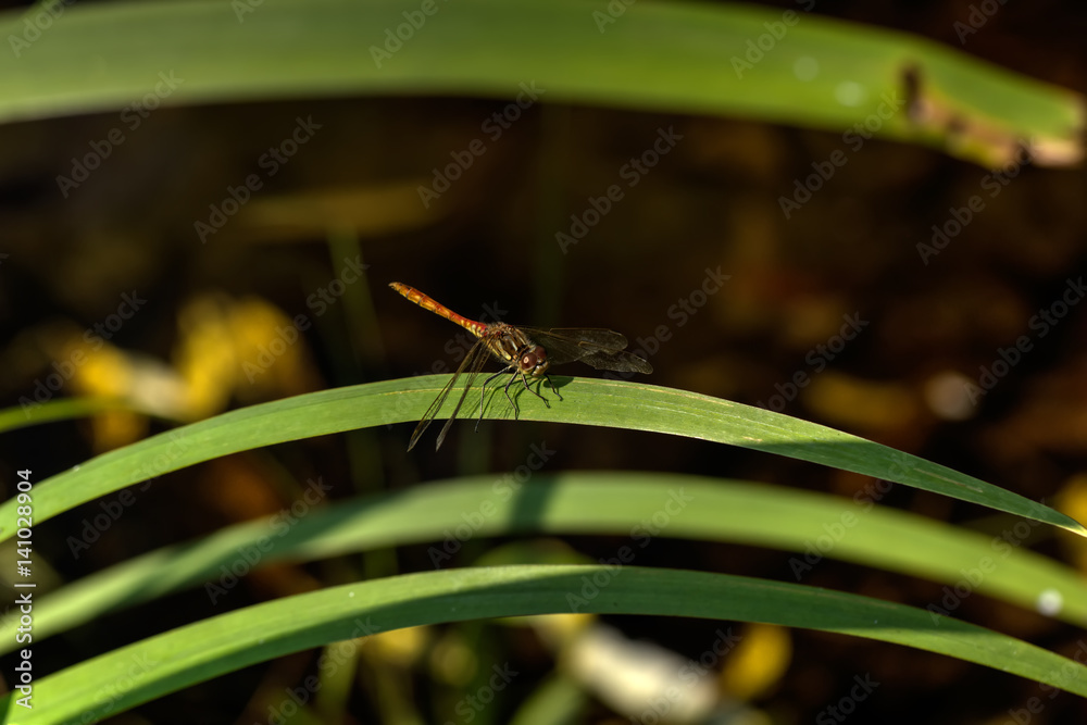 A Great dragonfly sitting on a leaf of a plant.