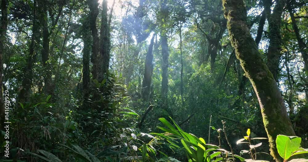 Sun in tropical forest beautiful nature landscape. Lush of evergreen jungle with dense rainforest plants vegetation