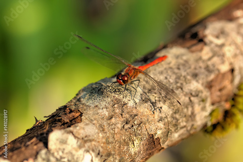 A Great dragonfly sitting on a leaf of a plant. 