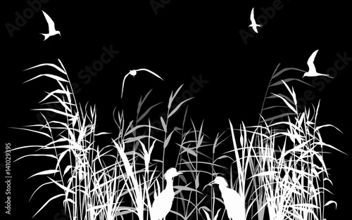 heron between white and grey reed silhouettes isolated on black