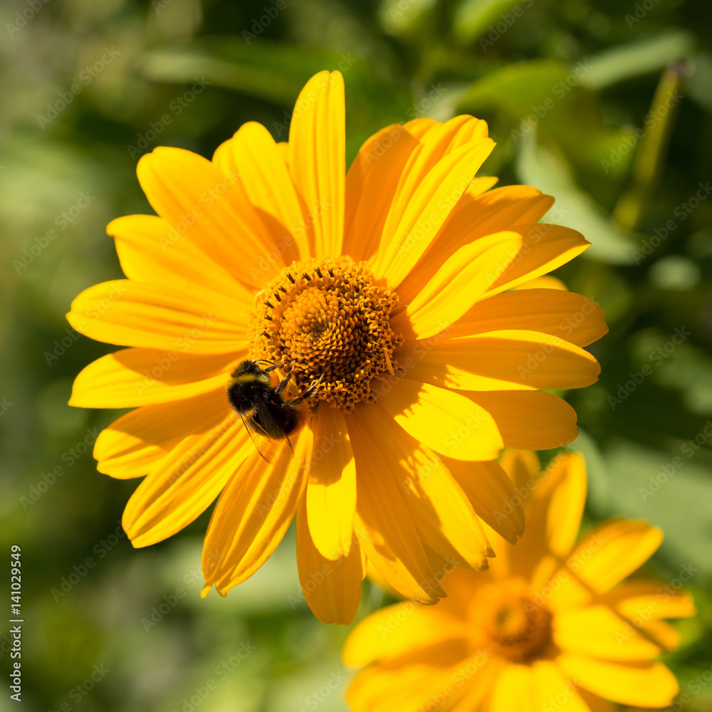 Flowers Heliopsis Flowers Heliopsis