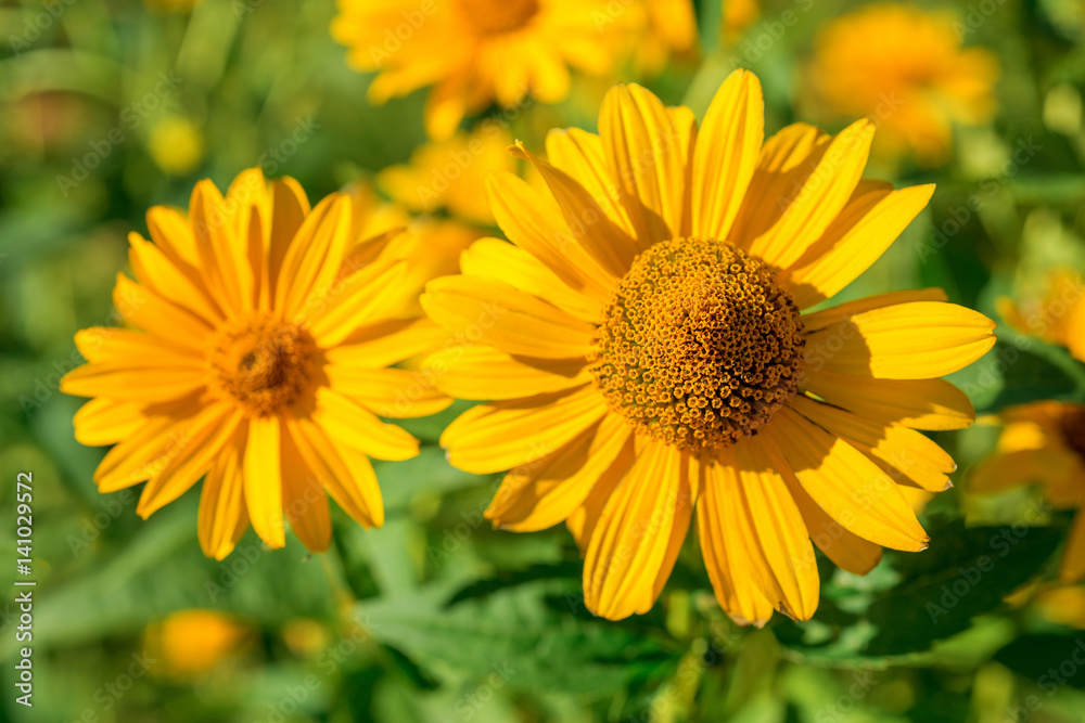 Flowers Heliopsis Flowers Heliopsis