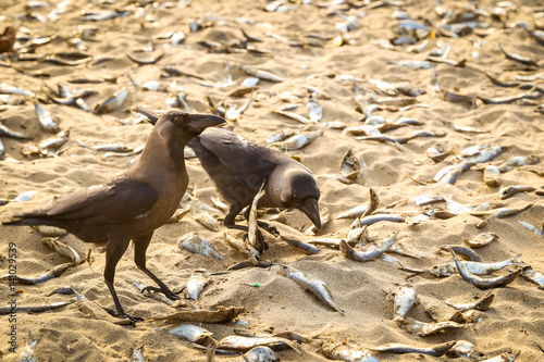 Two crows standing on dead fishes laying on the sand. Mahabalipuram, Tamil Nadu, India photo