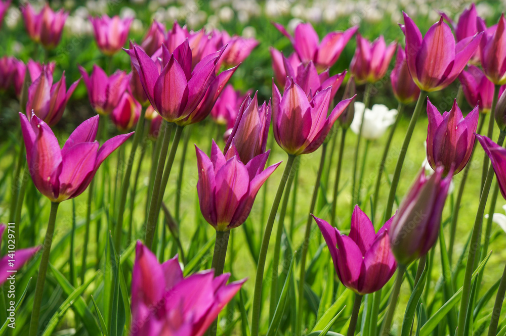 Spring tulips in full bloom