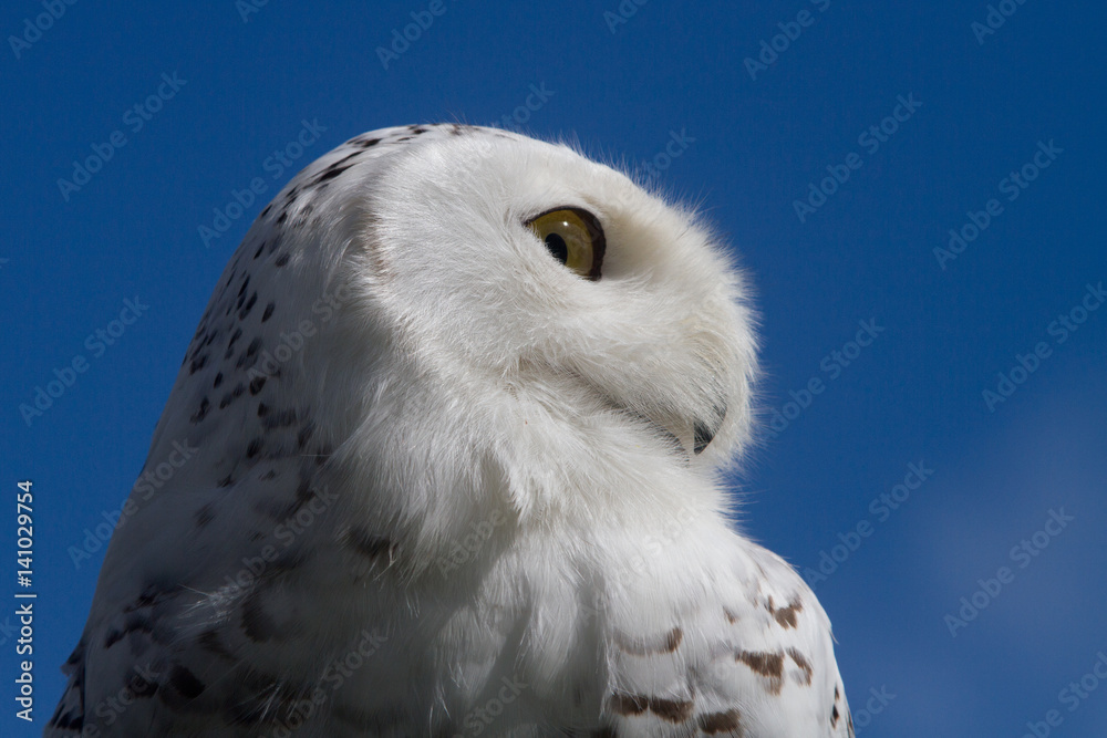Obraz premium Snowy Owl