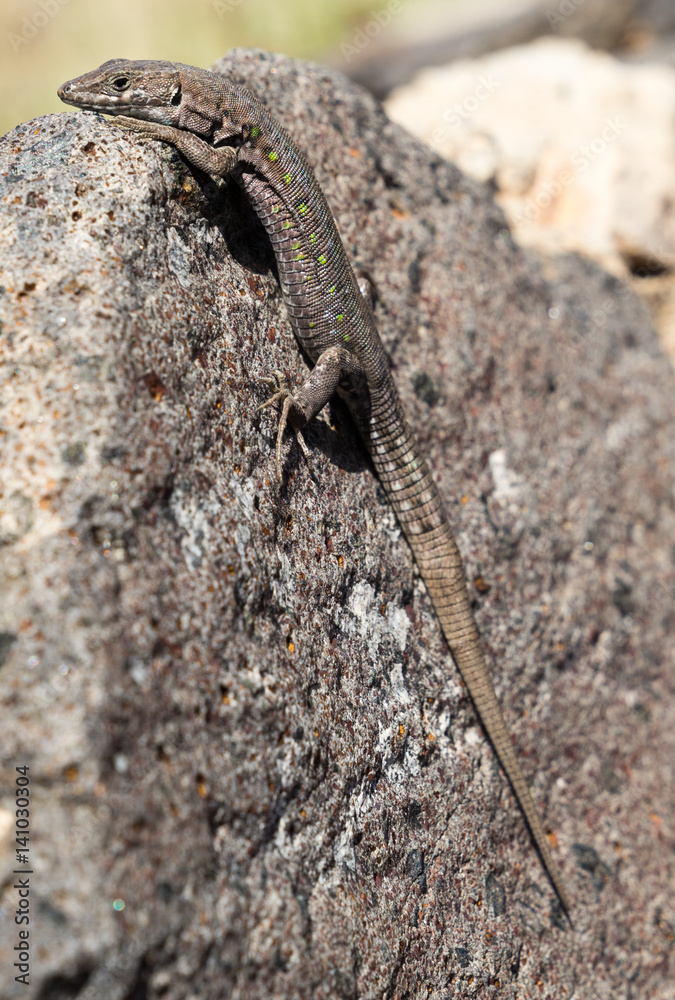 Kanareneidechse (Gallotia) auf Fuerteventura Kanareneidechse (Gallotia) auf Fuerteventura