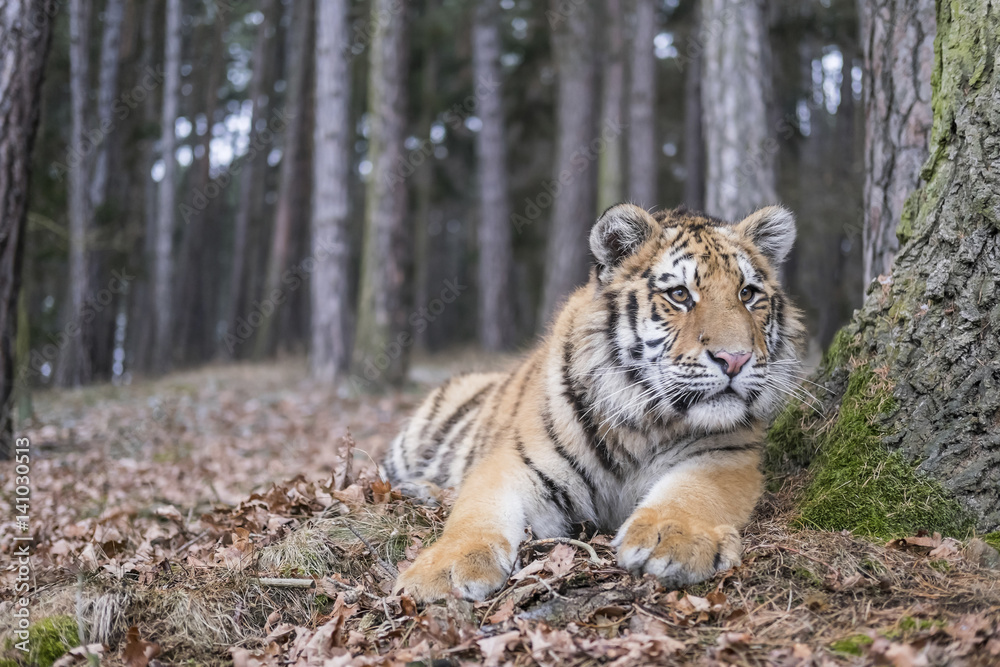 Young Siberian tiger lying in forest Young Siberian tiger lying in forest