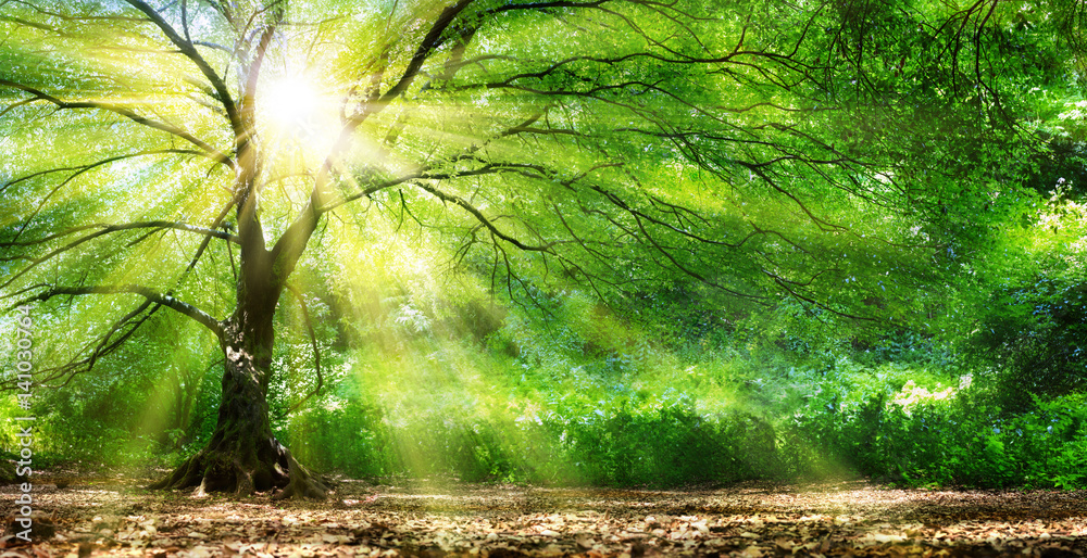 Fototapeta Zielone drzewo w blasku słońca