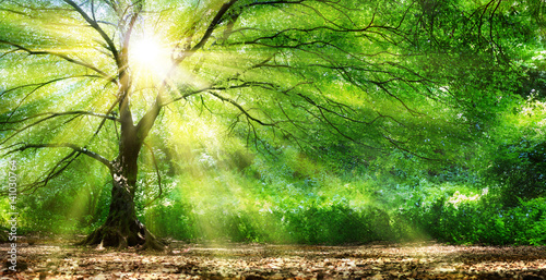 Tree With Sunshine In Wild Forest 