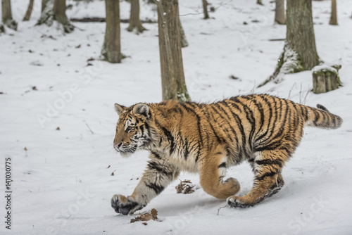 Young Siberian tiger prowling in snow