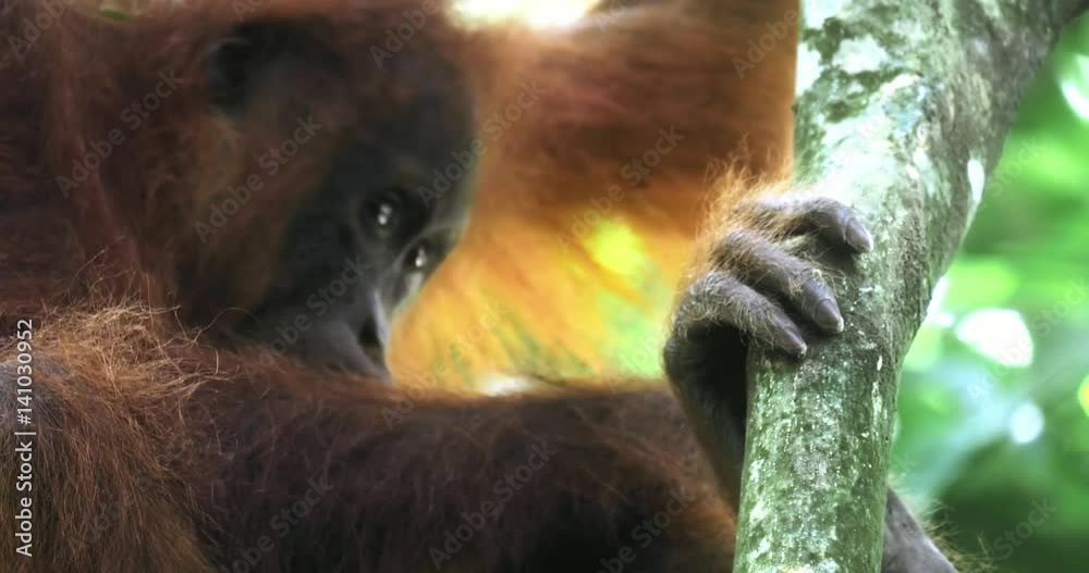 Close up view of wild hairy orangutan animal sitting on tree branch in protected forest reserve Sumatra Indonesia