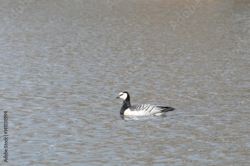 Barnacle goose (Branta leucopsis). Wild bird on the water © kazakovmaksim