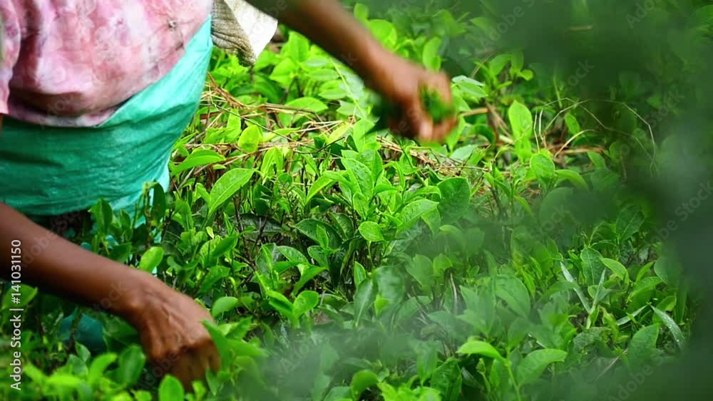 Fresh green tea leaves picked and harvested by hands of ethnic local woman working on plantation. Nuwara Eliya , Sri Lanka Fresh green tea leaves picked and harvested by hands of ethnic local woman working on plantation. Nuwara Eliya , Sri Lanka