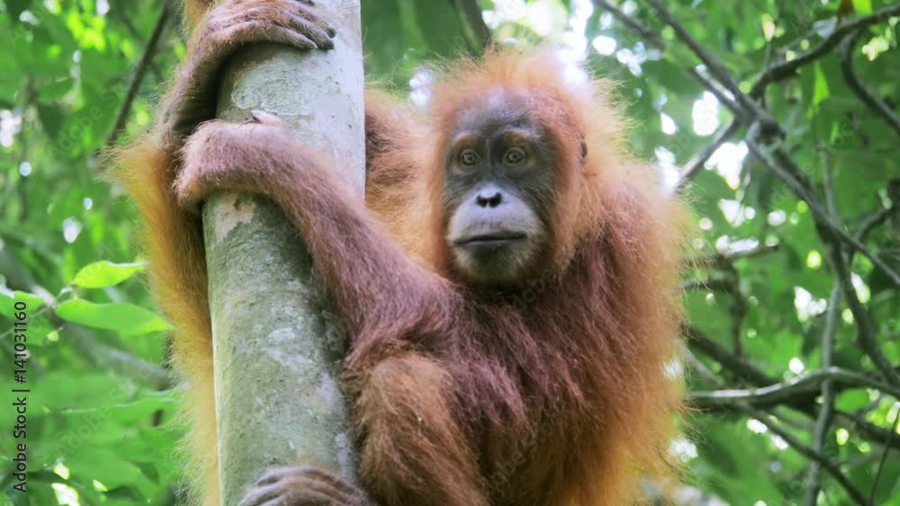 Little hairy orangutan cute and funny sitting on tree in wild forest in Sumatra Indonesia Little hairy orangutan cute and funny sitting on tree in wild forest in Sumatra Indonesia