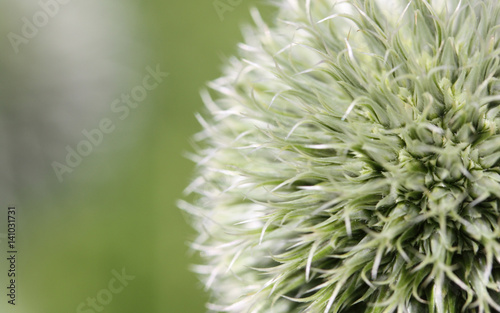 White flower blossom in green background