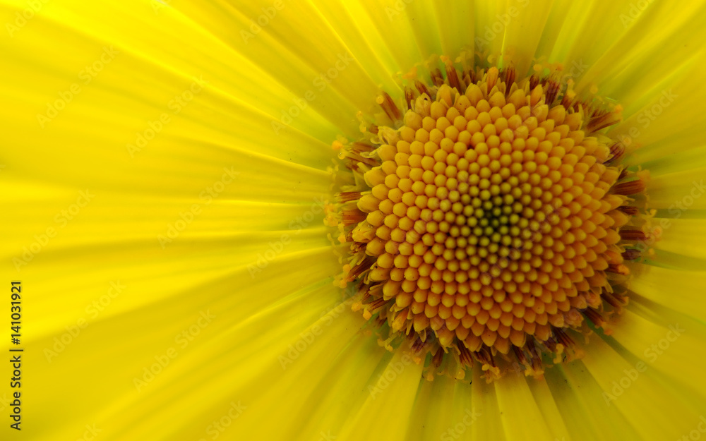 Obraz premium Yellow flower blossom