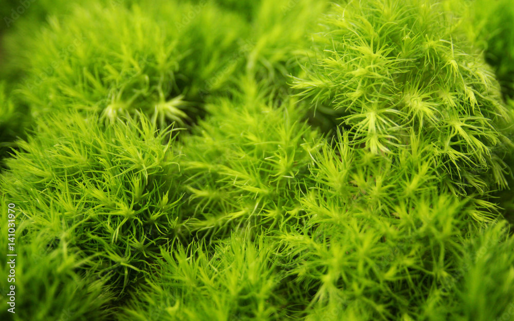 Green thorn Green thorn