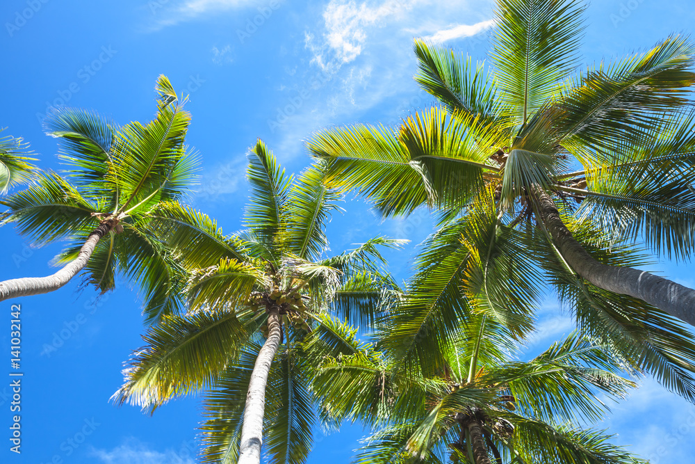 Coconut palm trees over the sky