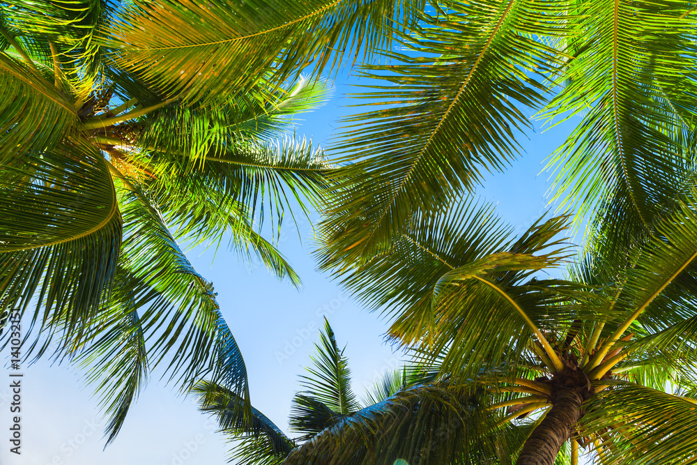 Fototapeta premium Coconut palms over bright sky