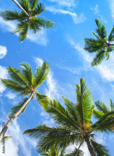 Coconut palm trees, Dominican Republic