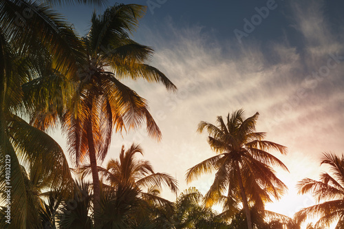 Palms, tropical vacation background