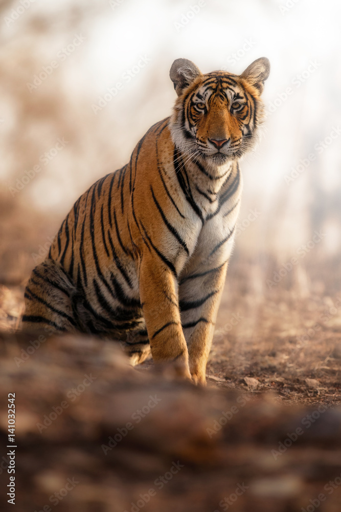 Naklejka premium Young tiger female in a beautiful place full of color/wild animal in the nature habitat/India/big cats/endangered animals/close up with tigress