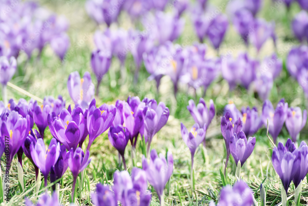 Beautiful violet crocus flowers growing on the dry grass, the first sign of spring. Seasonal easter background. Beautiful violet crocus flowers growing on the dry grass, the first sign of spring. Seasonal easter background.