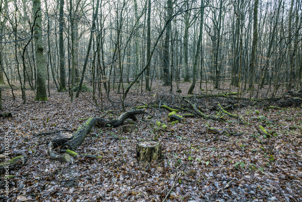Obraz premium scenic oak forest in rainy weather
