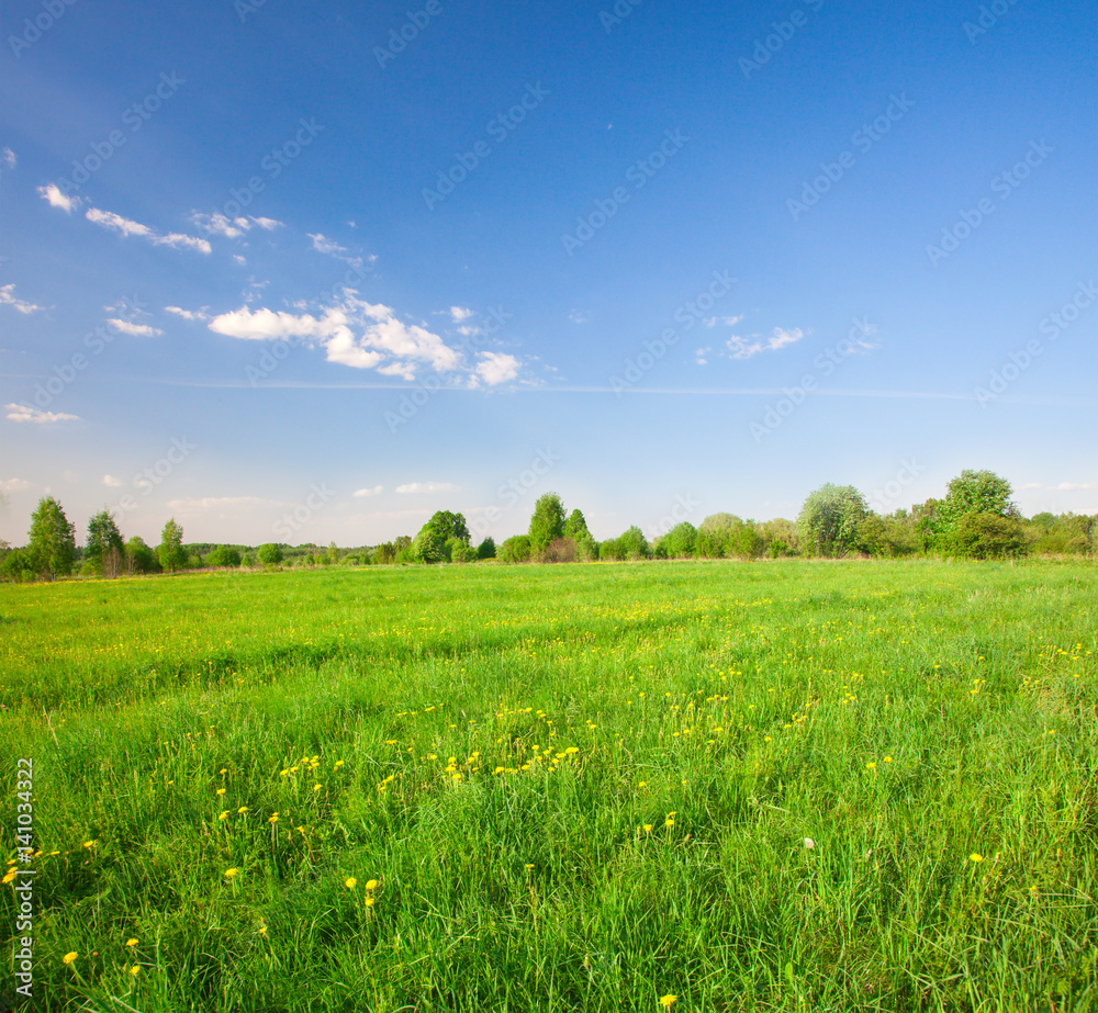 Green field with flowers under blue cloudy sky