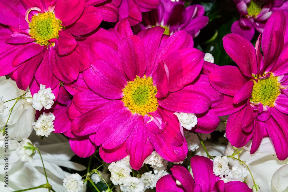 Background of white and purple chrysanthemums close-up