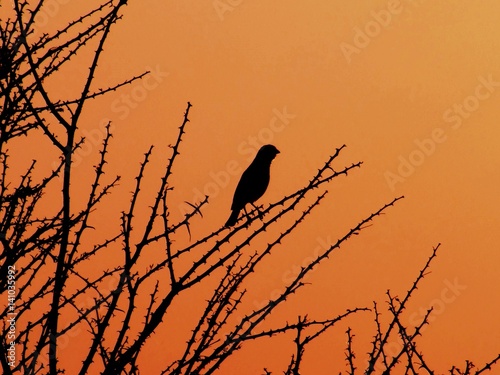 Weaver bird at sunset in Bambatsi Guest Farm  Ugab Terraces  Namibia