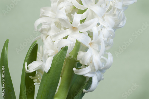 Hyacinth flowers