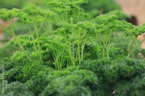 parsley plant