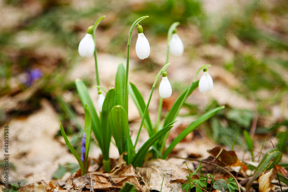 Flowering snowdrops in spring forest. (Galanthus nivalis) Flowering snowdrops in spring forest. (Galanthus nivalis)