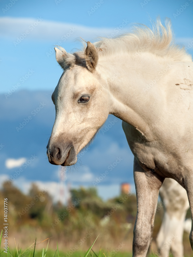 portrait of grazing welsh pony foal in the pasture portrait of grazing welsh pony foal in the pasture