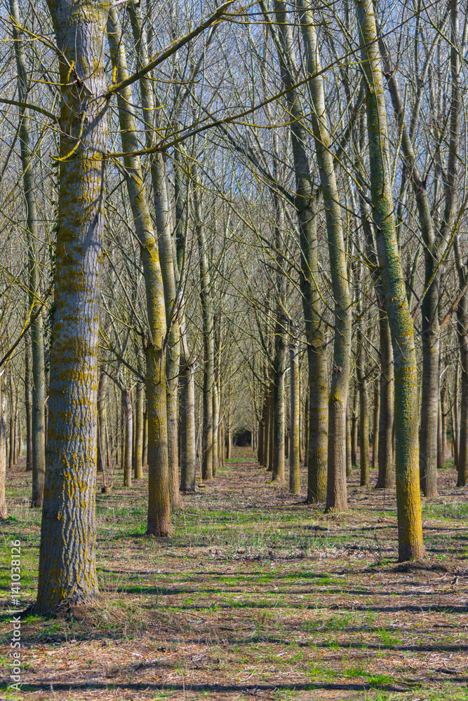 Fototapeta premium Campo alberato 