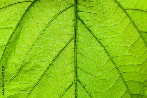close up green leaf pattern
