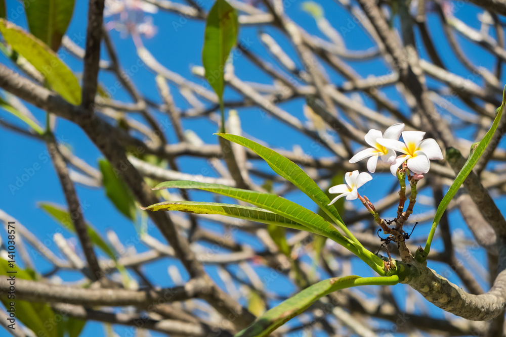 Obraz premium closeup frangipani tree