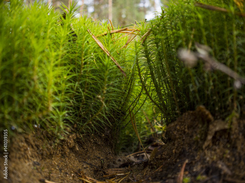 Tunnel of grass