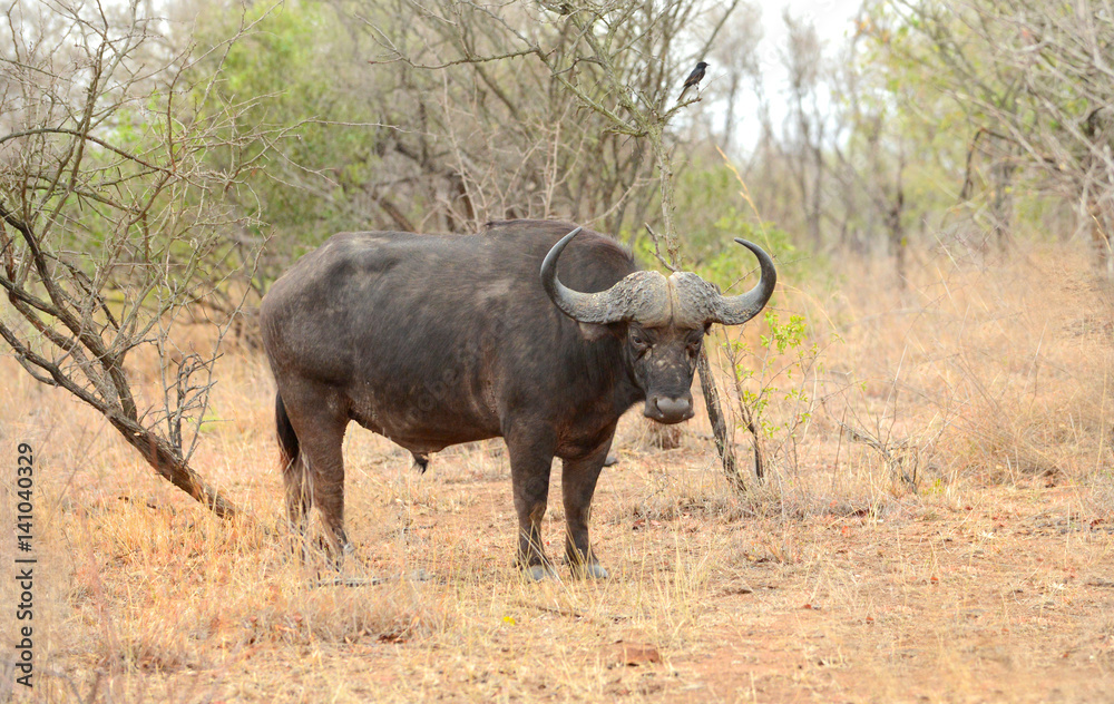 Obraz premium Large male cape buffalo in Kruger National Park