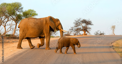 Mother and baby elephant walking across a road
