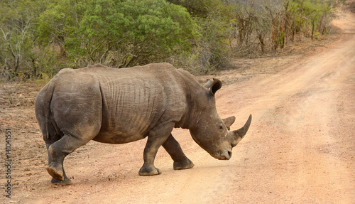 Rhinoceros walking across a dry road in Kruger National Park