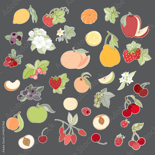 Set of vector illustration of fruits and berries photo