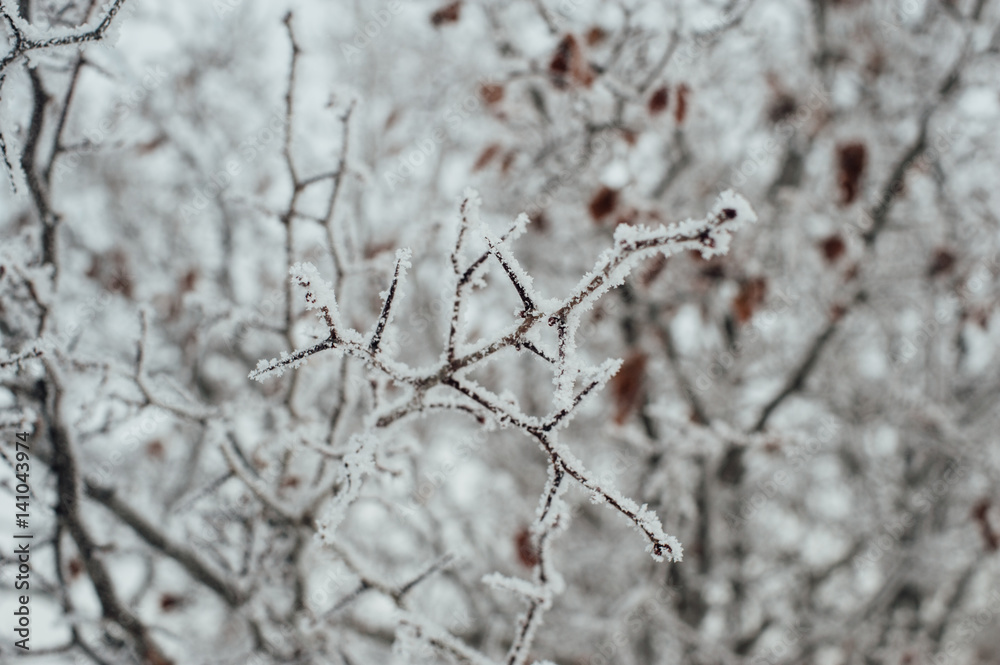 Obraz premium Hoarfrost covered tree branches against the sky. Frozen autumn.
