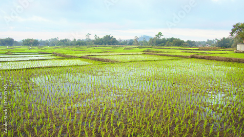 panoramic agriculture view of green rice fields at midday with nobody around, Bajawa Ruteng Indonesia. photo