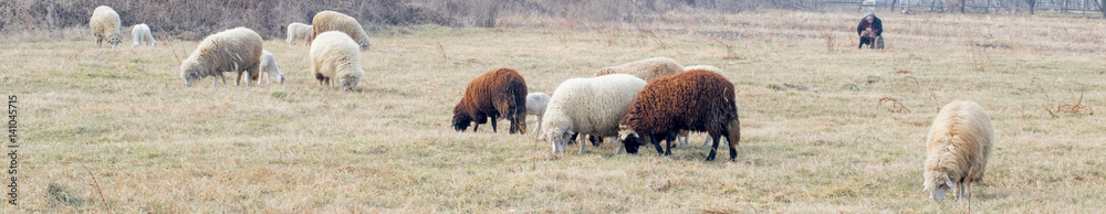 Sheep and lambs grazing in spring meadow. Healthy animal livestock feeding in a lush rural environment Sheep and lambs grazing in spring meadow. Healthy animal livestock feeding in a lush rural environment