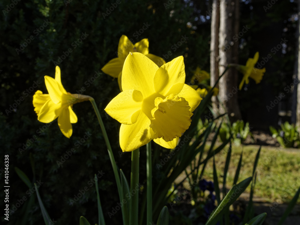 Obraz premium blühende blume